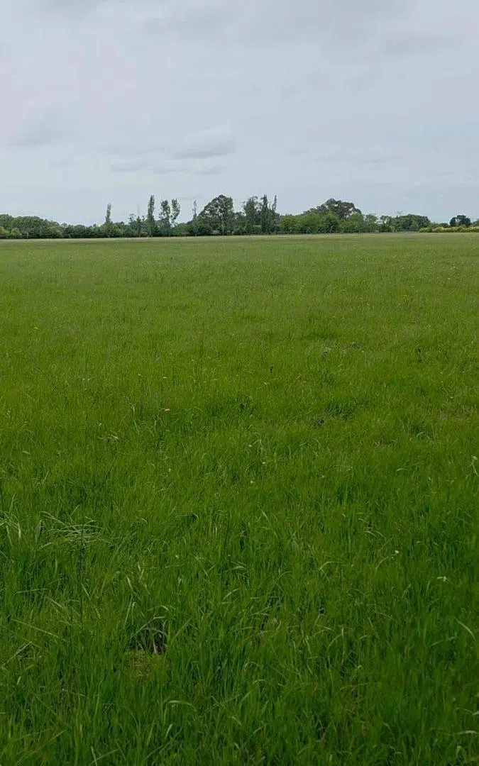 CAMPO EN VENTA MONTE S/RUTA 3, 60 HECTAREAS 3