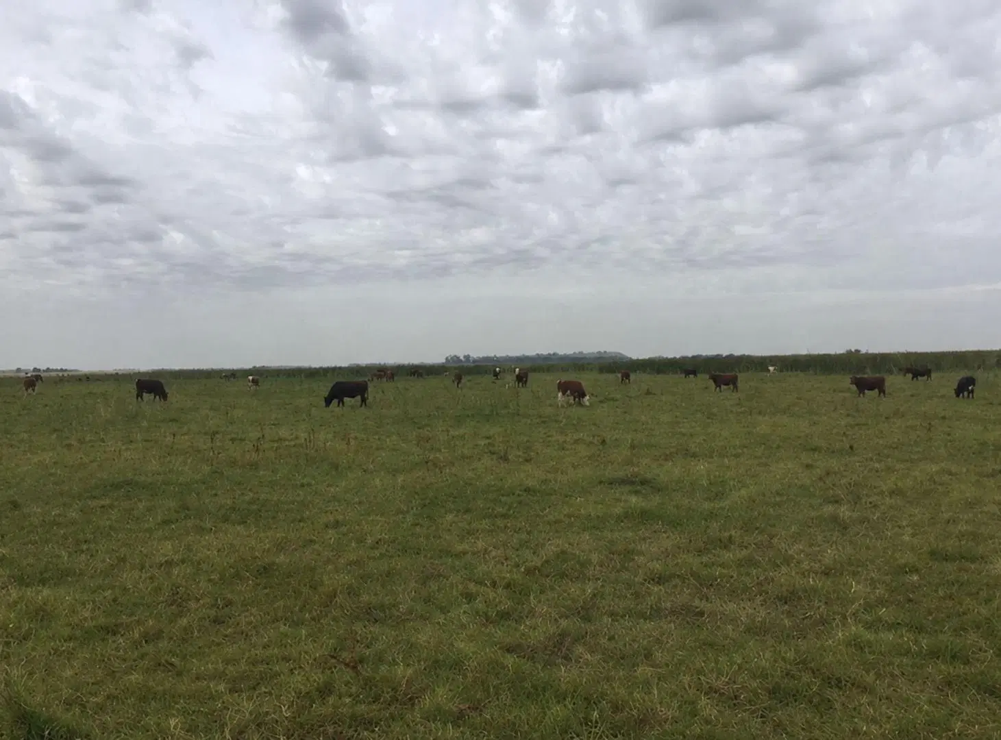 CAMPO GANADERO EN VENTA CAÑUELAS 90 HECTAREAS 5