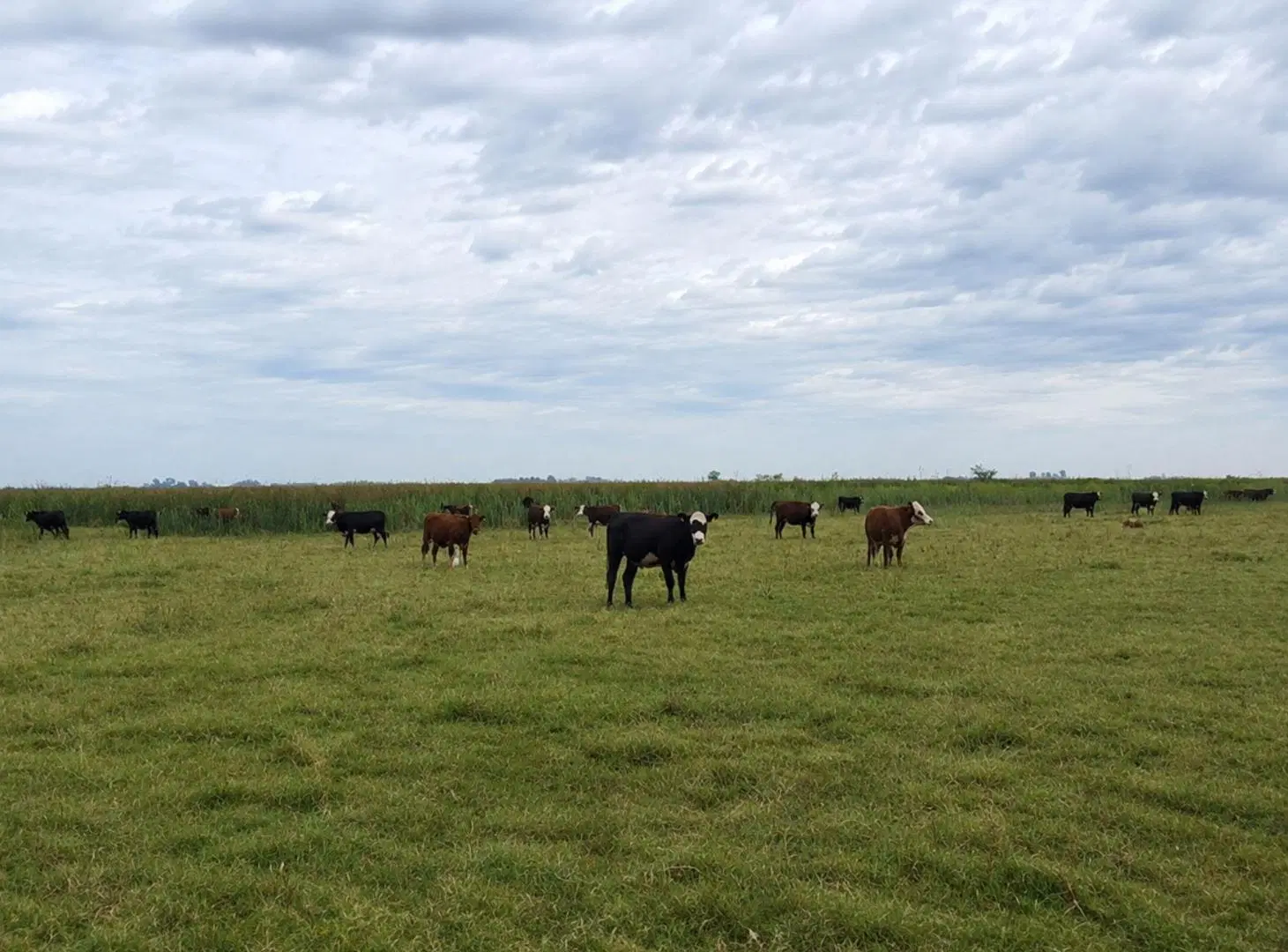 CAMPO GANADERO EN VENTA CAÑUELAS 90 HECTAREAS 2