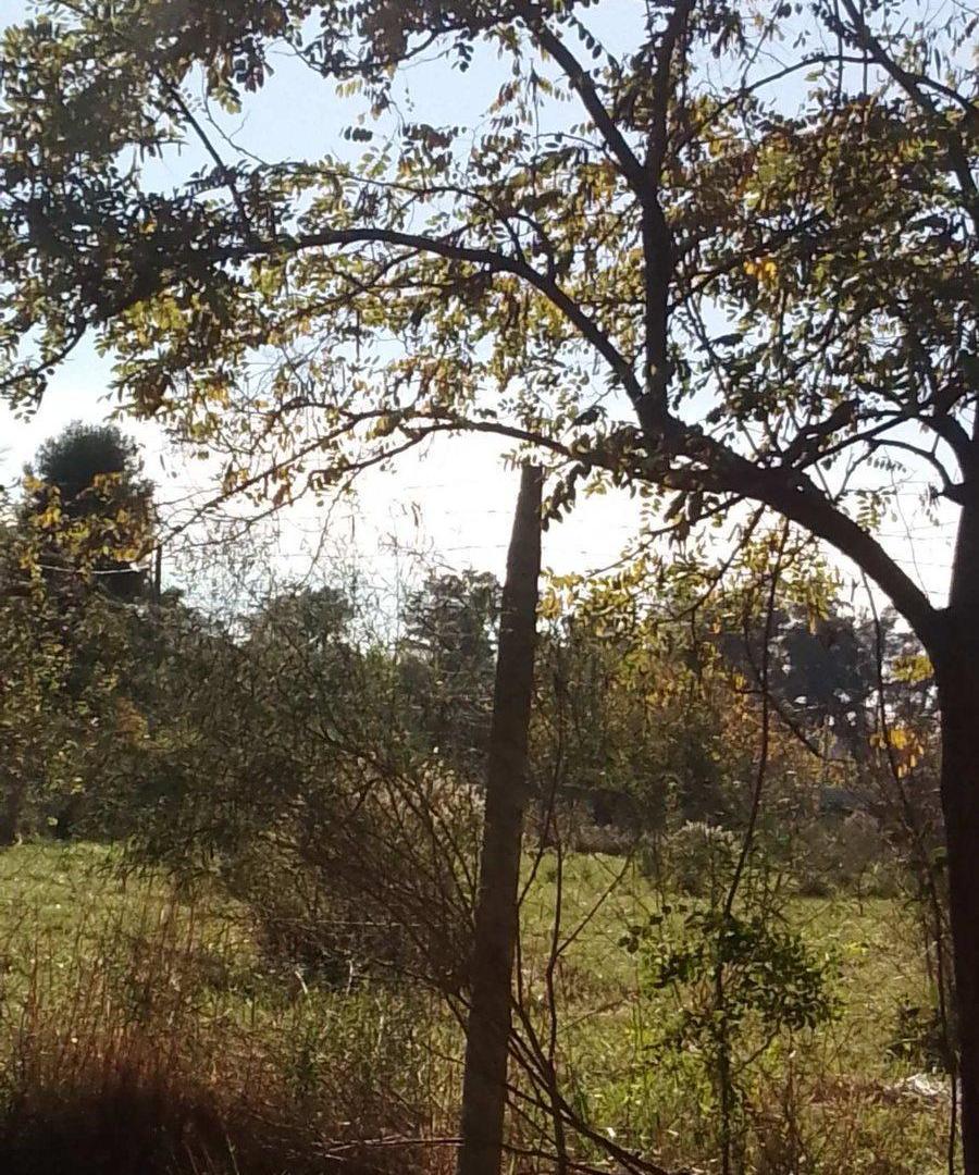 Foto de LOTE EN VENTA BRANDSEN CON ESCRITURA, imagen 4