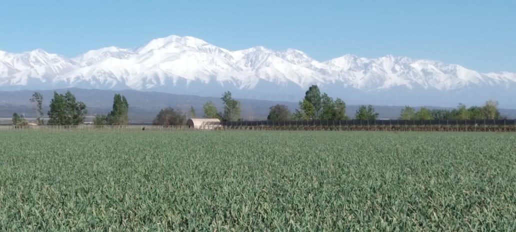 Finca 30 Ha en Ugarteche Lujan de Cuyo 2