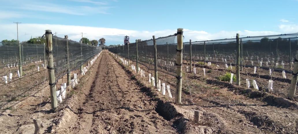 Finca 30 Ha en Ugarteche Lujan de Cuyo 1