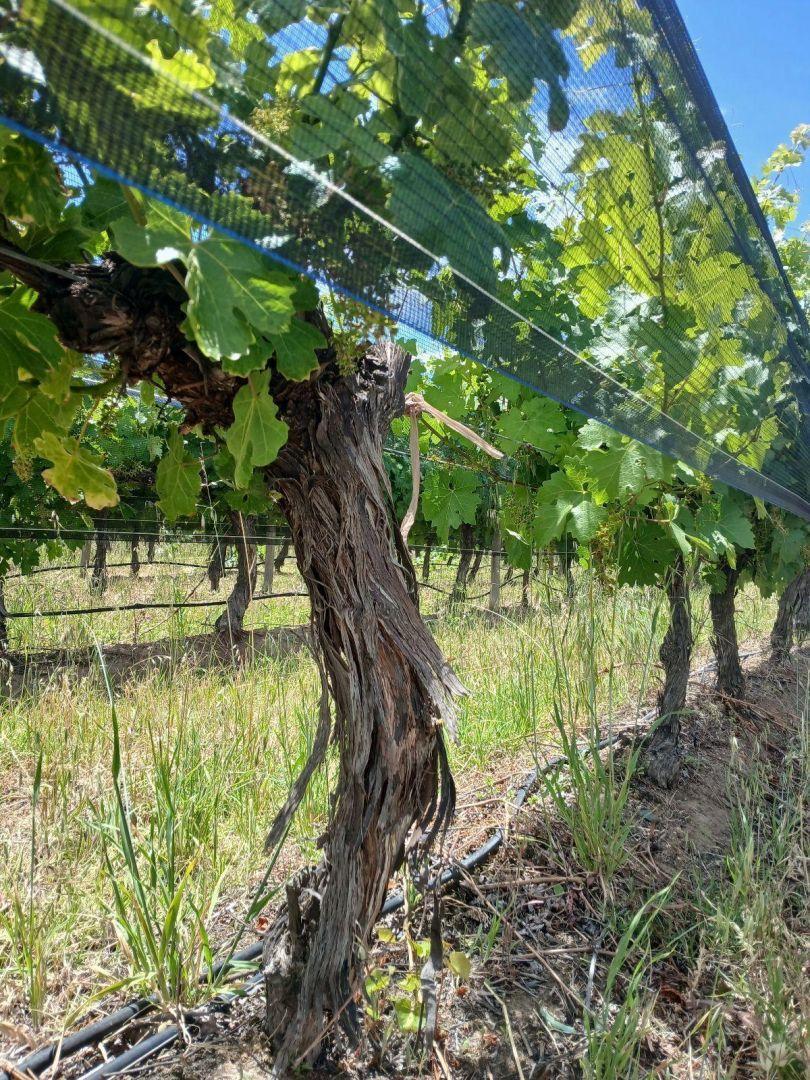 Foto de Terreno - Los Arboles, imagen 3
