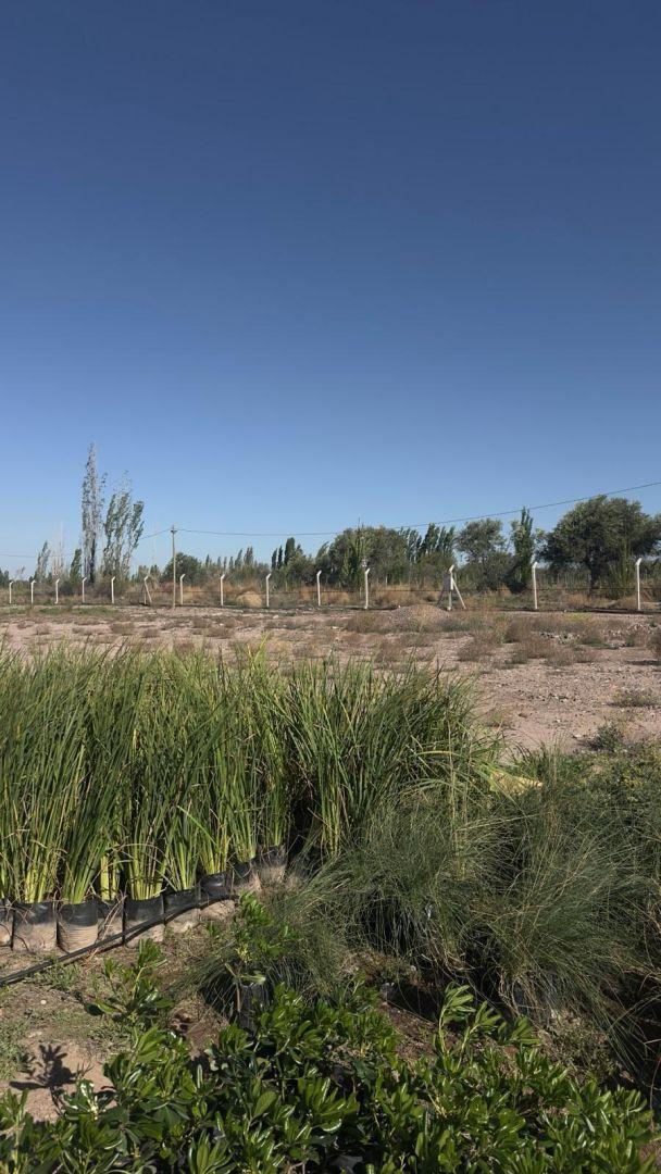 Foto de Terreno - Mayor Drummond, imagen 2