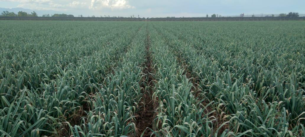 Foto de FINCA 30 HECTAREAS EN UGARTECHE LUJAN DE CUYO, imagen 1