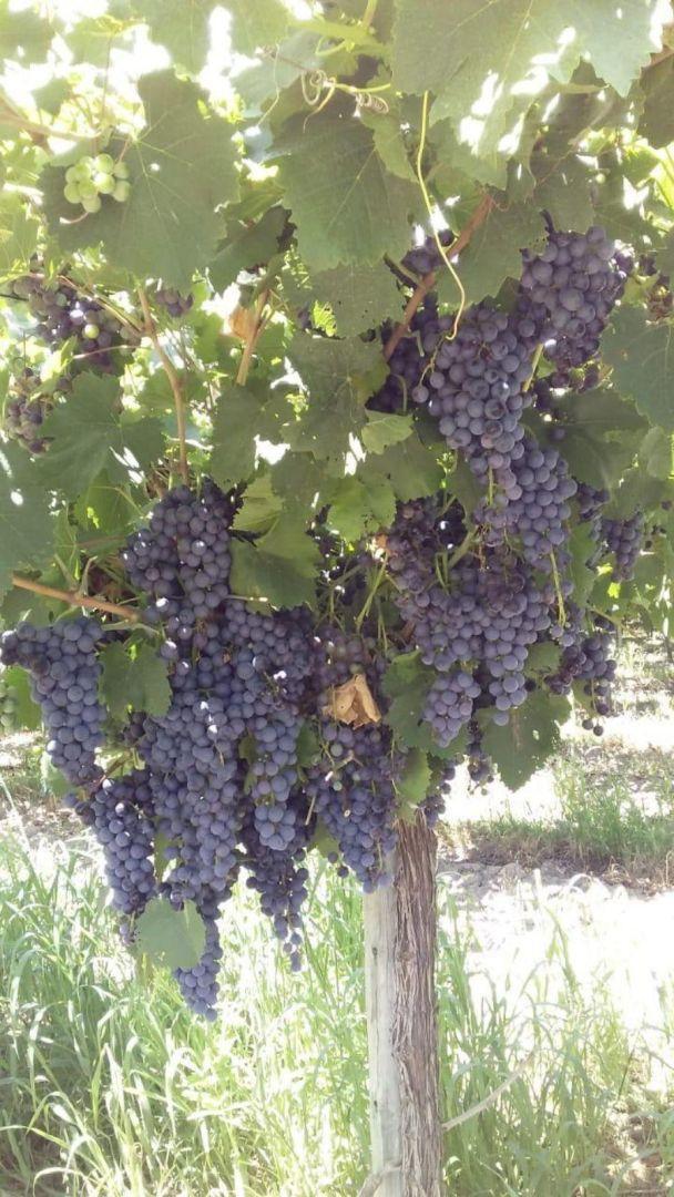 Foto de Terreno - Capdevilla, imagen 4