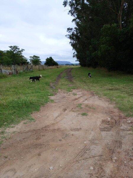 Foto de Chacra lote 4 hectareas Los Pinos, imagen 2
