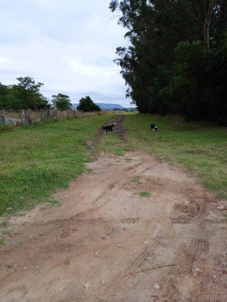 Foto de Chacra lote 4 hectareas Los Pinos, imagen 3