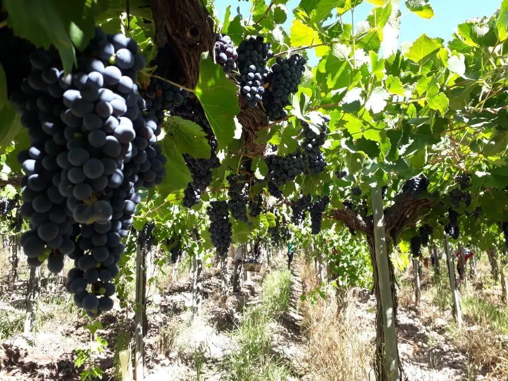 Finca en Ingeniero Gustavo Andre 4
