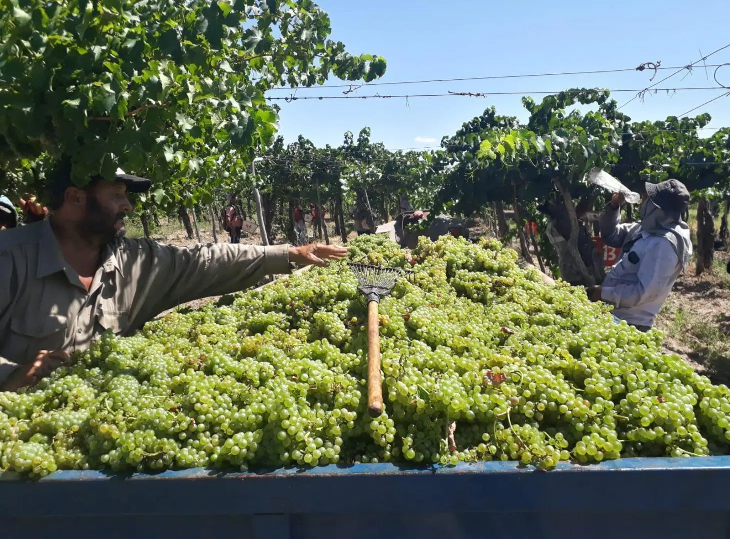 Finca en Ingeniero Gustavo Andre 3