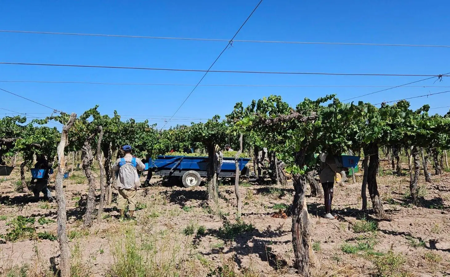 Finca en Ingeniero Gustavo Andre 5