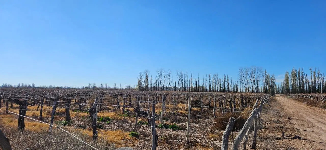 Finca en Venta - Gustavo Andre - Lavalle - Mendoza 4