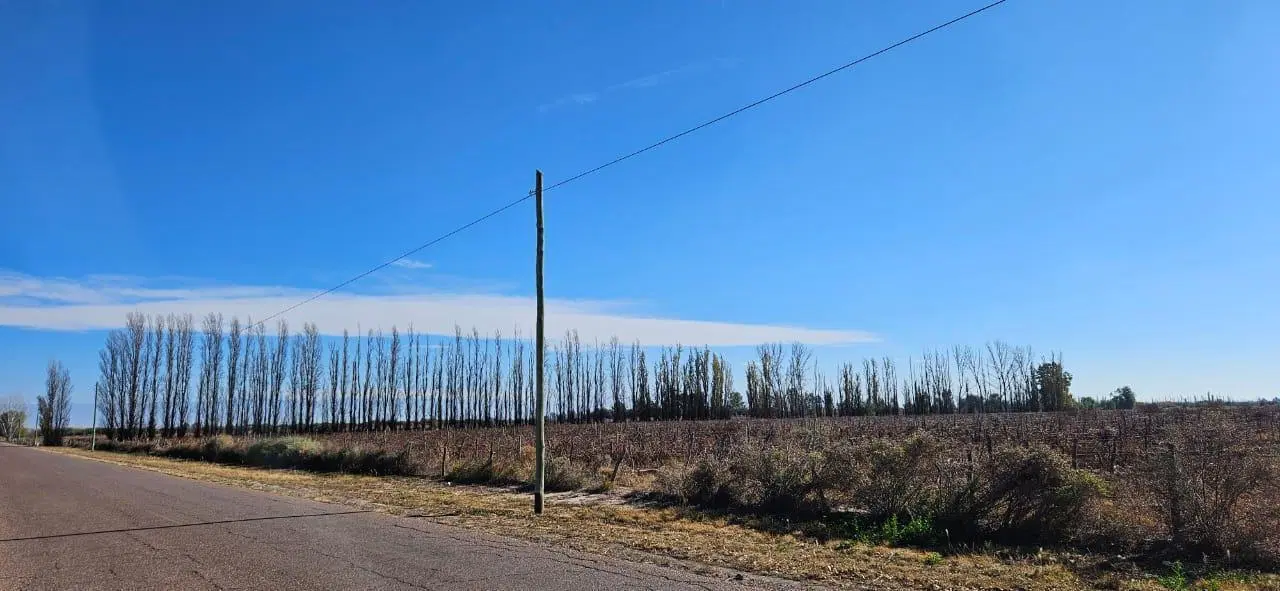 Finca en Venta - Gustavo Andre - Lavalle - Mendoza 5