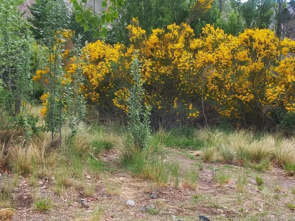 Lote en Venta - Las Carditas Potrerillos 6