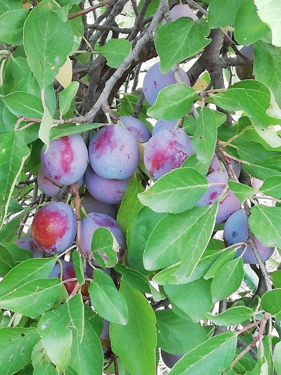 Hermosa Quinta de Ciruelos en San Martín 4