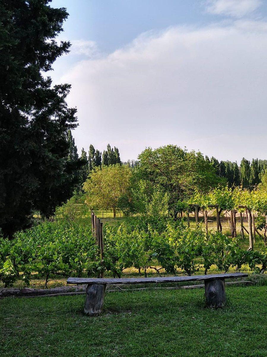 Se Vende Bodega Artesanal en Perdriel - Mendoza 2