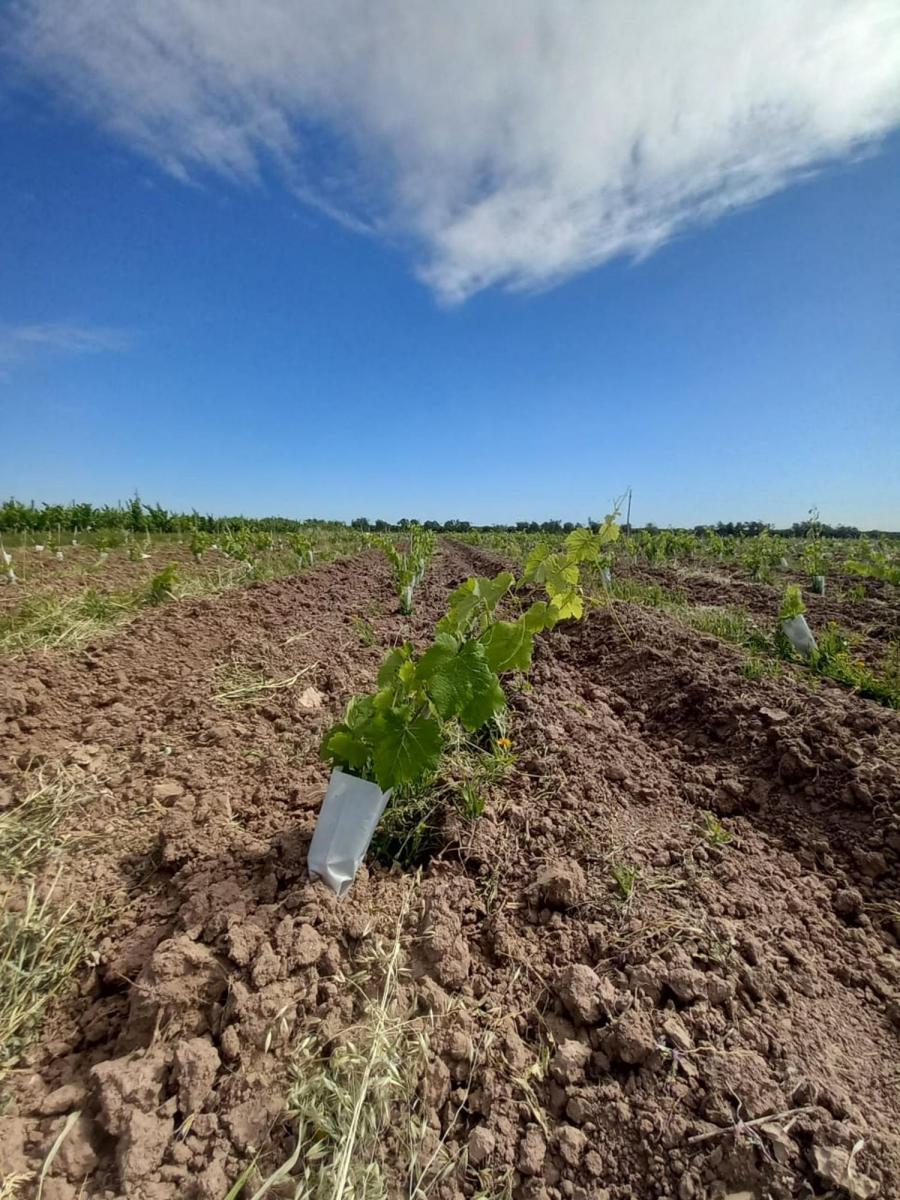 Inversión Vitícola/ Turística en Lujan de Cuyo 1