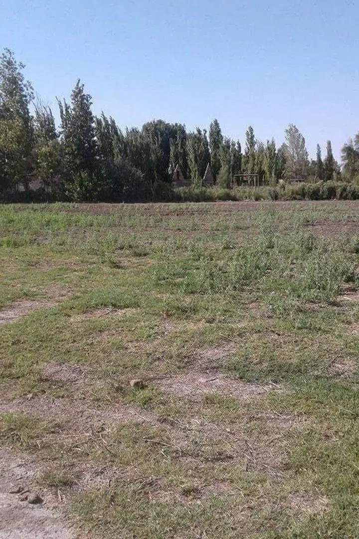 LOTE 5000m CALLE MIRALLES 1KM DE S. DEL CASTILLO, 5
