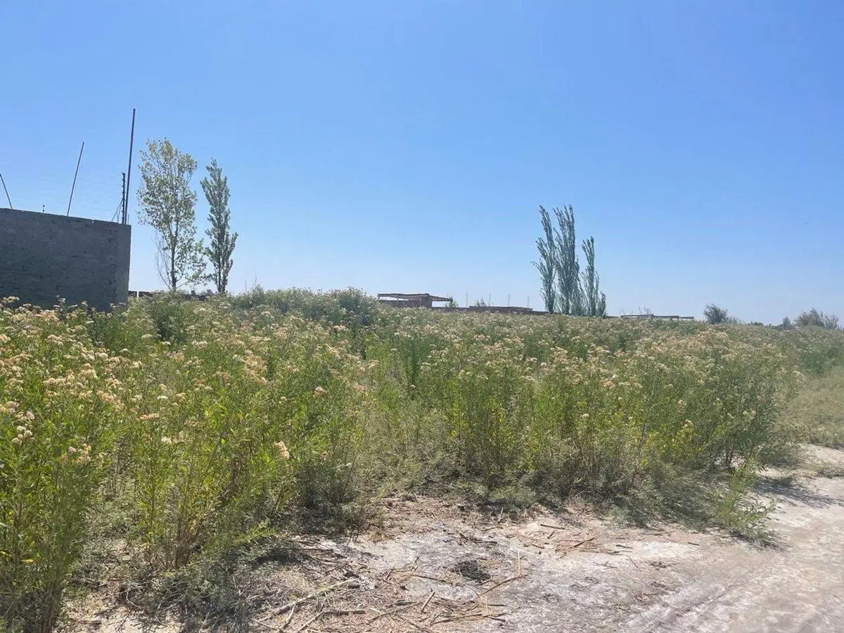 LOTE 5000m CALLE MIRALLES 1KM DE S. DEL CASTILLO, 4