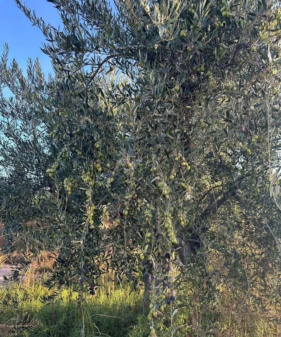 Terreno en venta 2