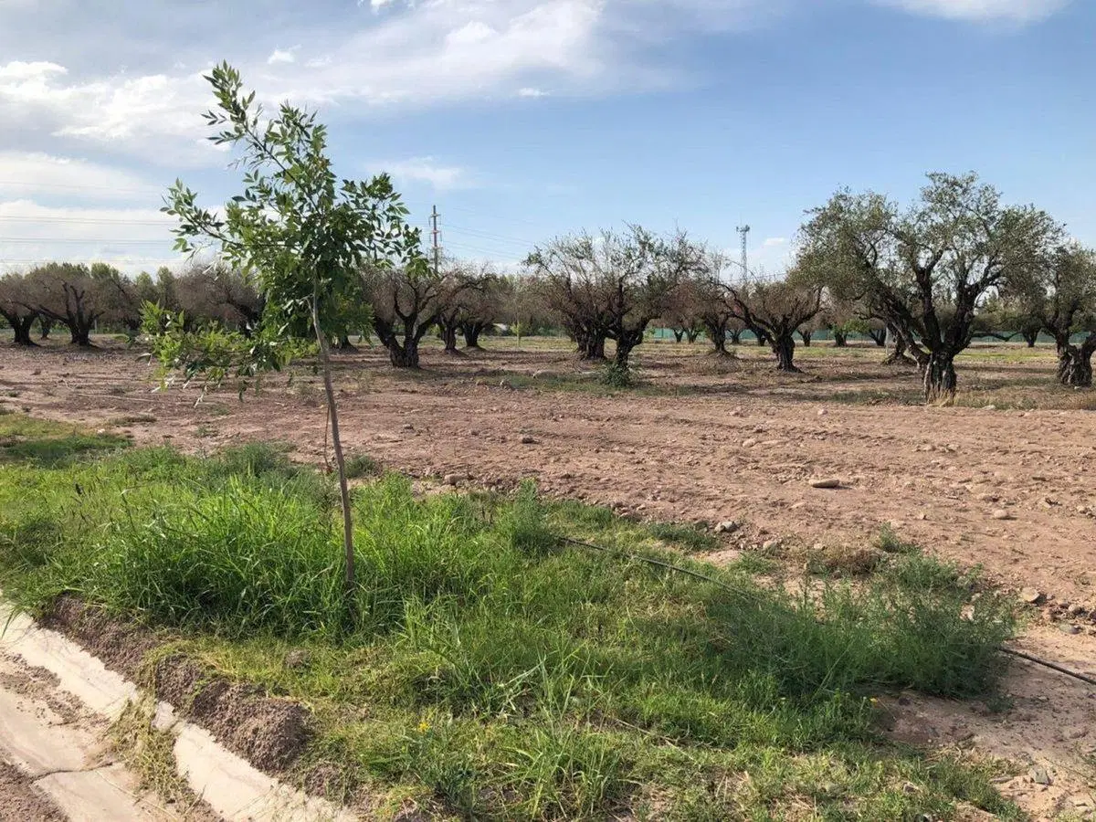 LOTE EN VENTA BARRIO PRIVADO AMPROS VIII, MAIPÚ. 4