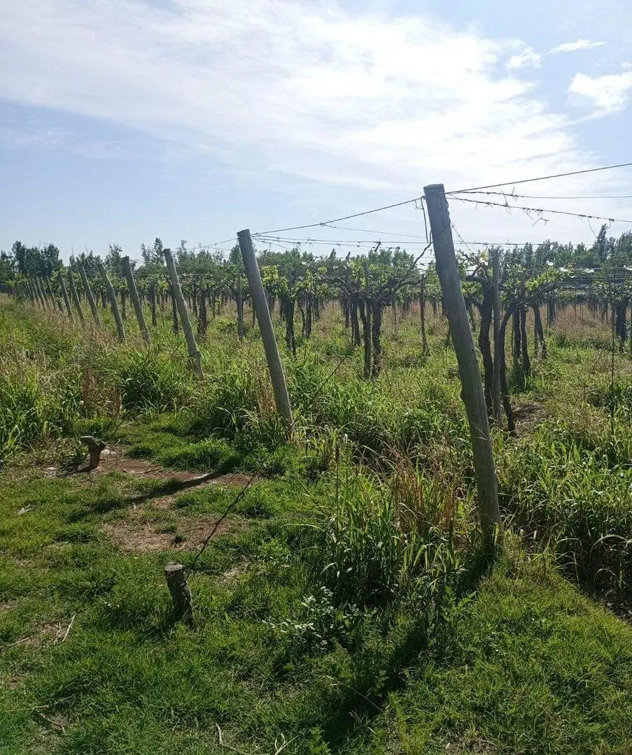 Finca Apta Urbanización Las Catitas, Santa Rosa 5
