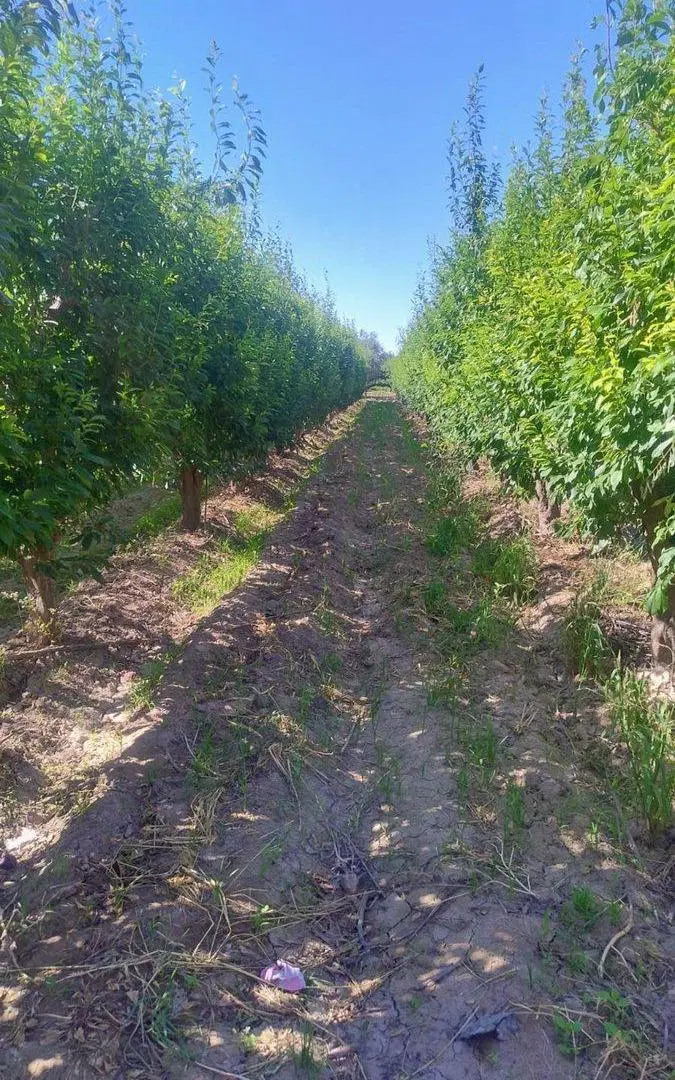 REMAX VENDE HERMOSA FINCA EN COQUIMBITO MAIPU 3