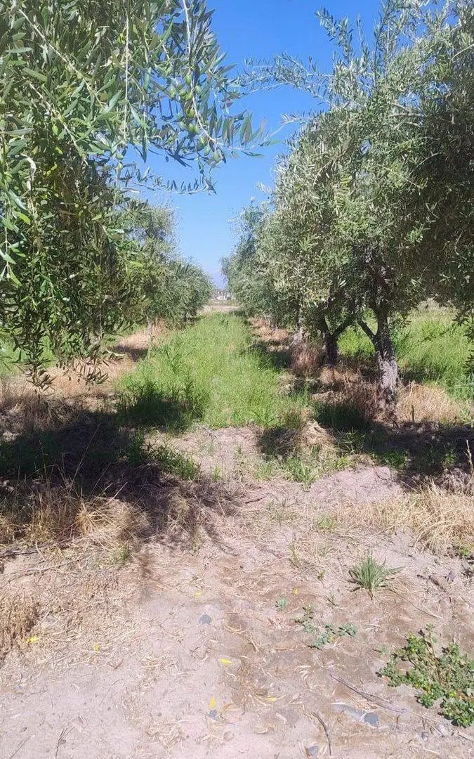 REMAX VENDE HERMOSA FINCA EN COQUIMBITO MAIPU 2