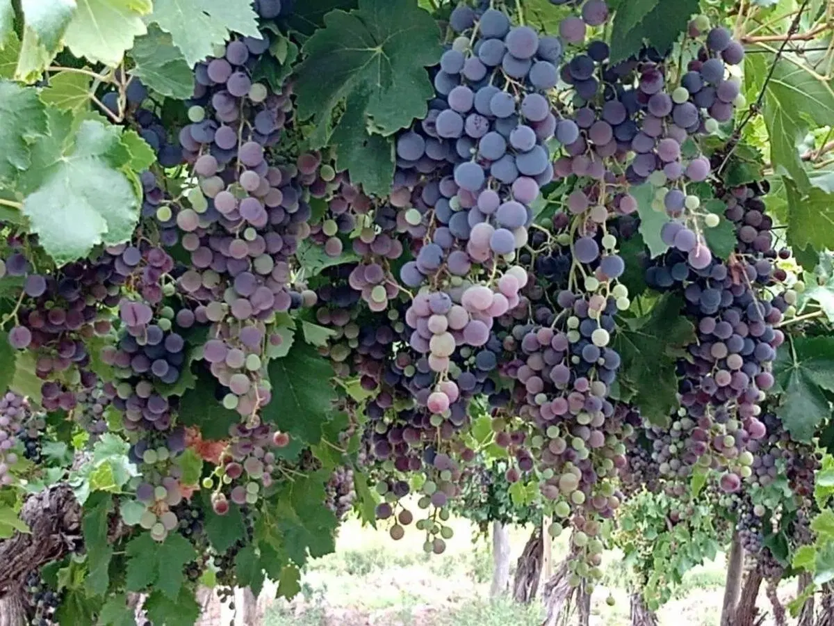 FINCA EN VENTA, MENDOZA SAN MARTIN 4