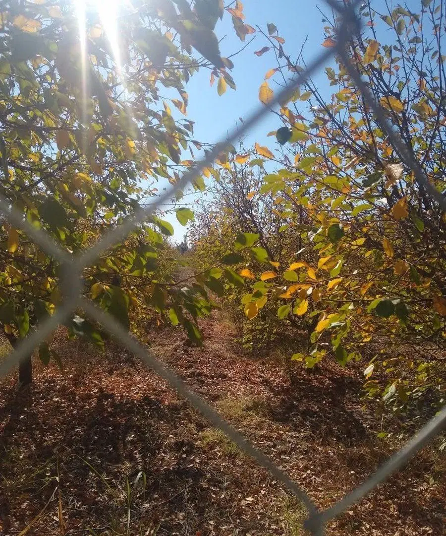 FINCA DE FRUTALES, CARRIL NORTE SAN MARTÍN 5