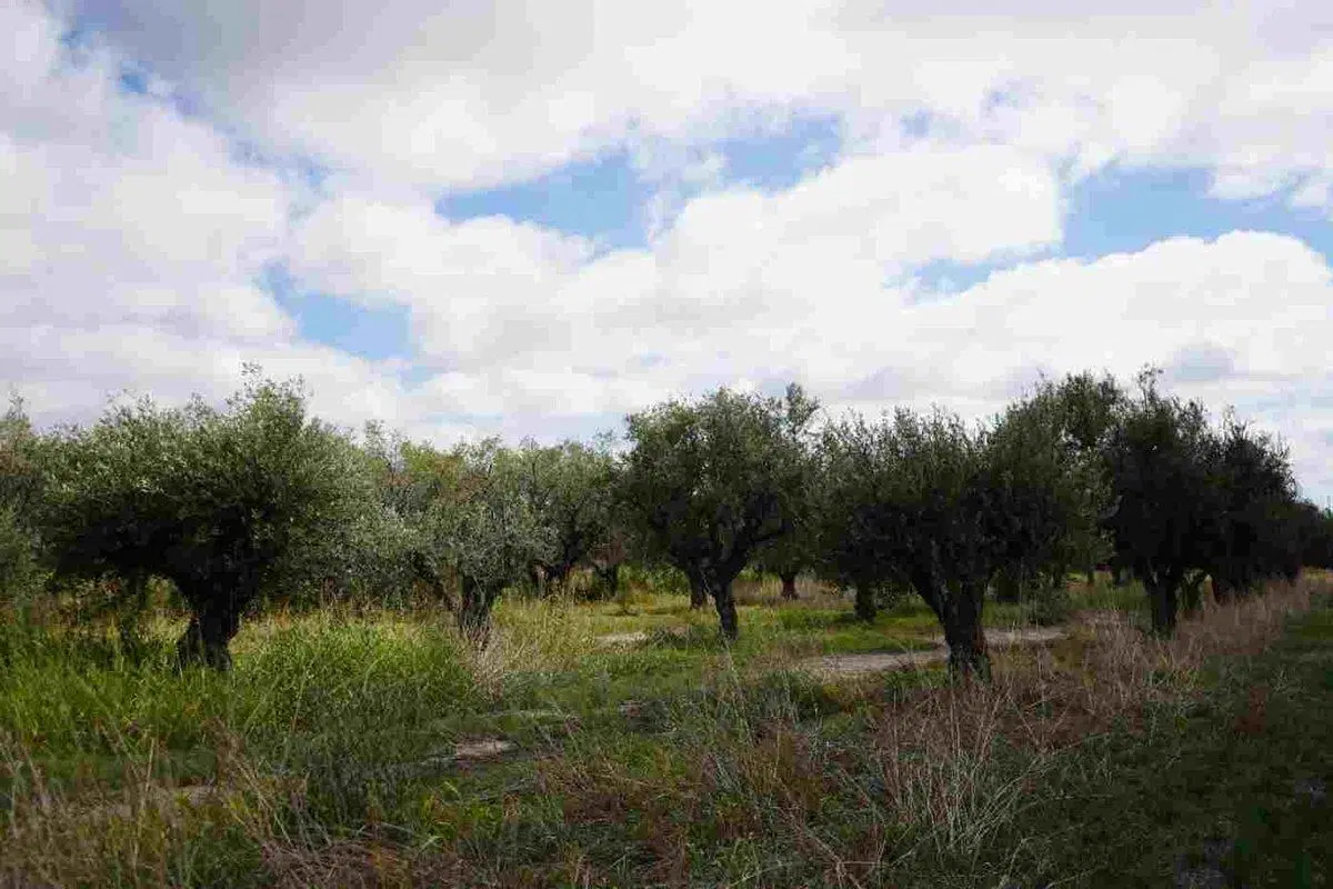 TERRENO DE 3.674,81 m2 EN RUTA 60, RUSSEL, MAIPÚ 2