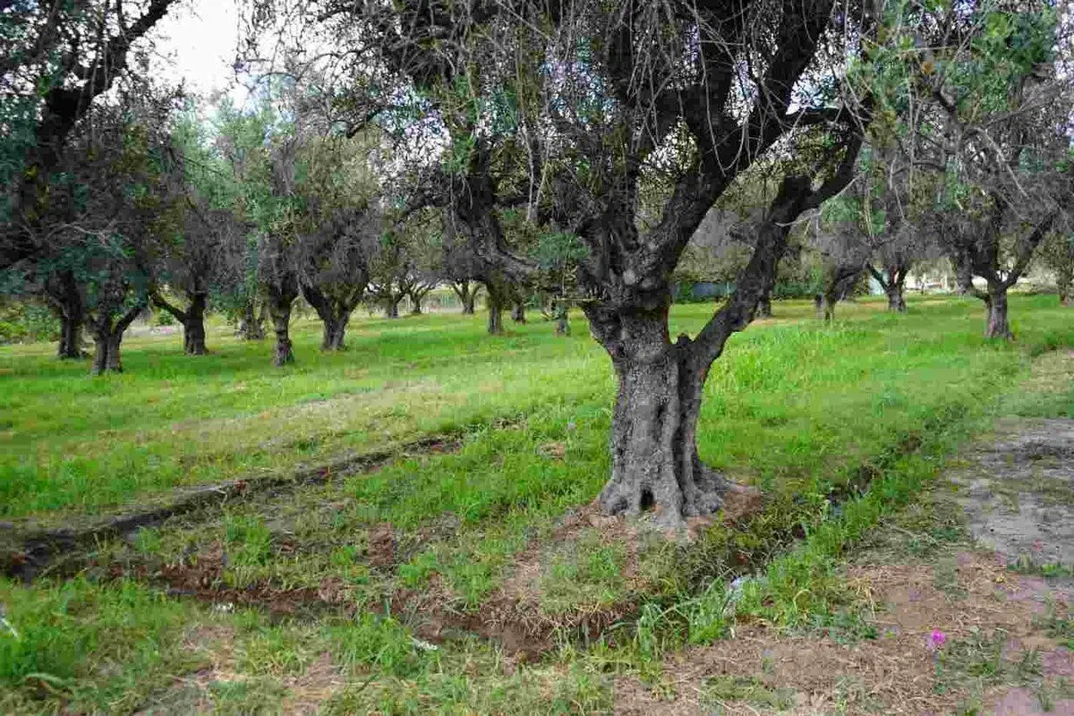 TERRENO DE 3.674,81 m2 EN RUTA 60, RUSSEL, MAIPÚ 3