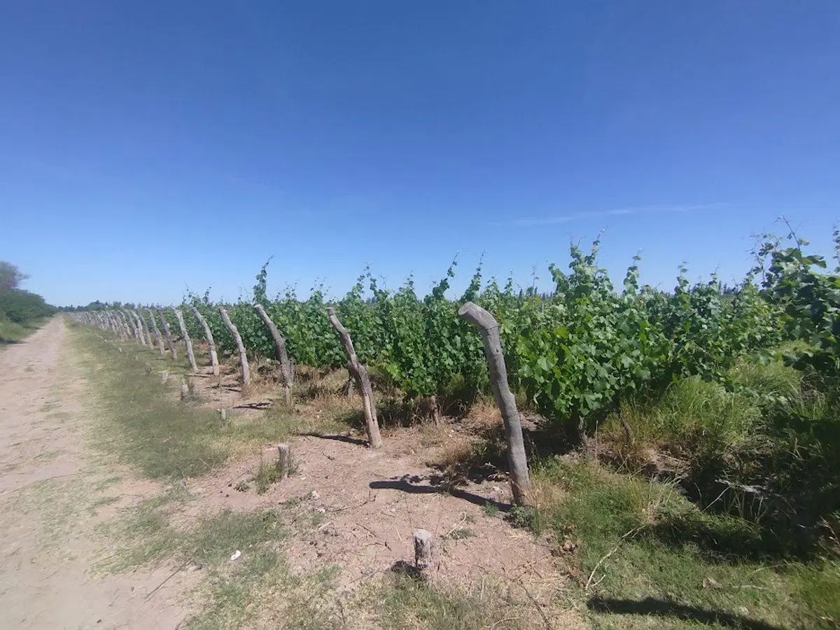 Venta Finca Vitícola en Chachingo 13 has 5