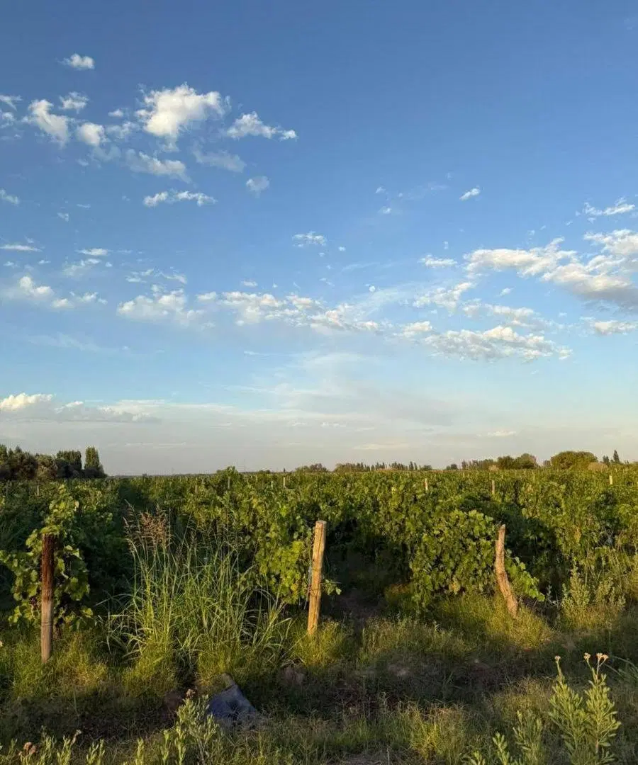 VENTA FINCA LAS HERAS, MENDOZA 5