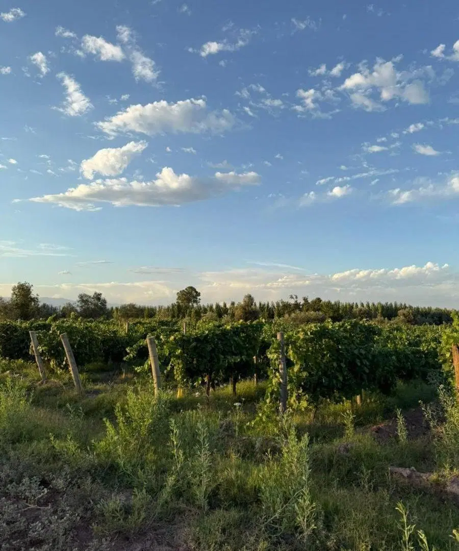 VENTA FINCA LAS HERAS, MENDOZA 3