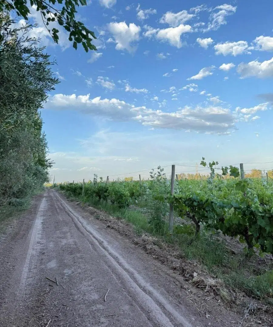 VENTA FINCA LAS HERAS, MENDOZA 4