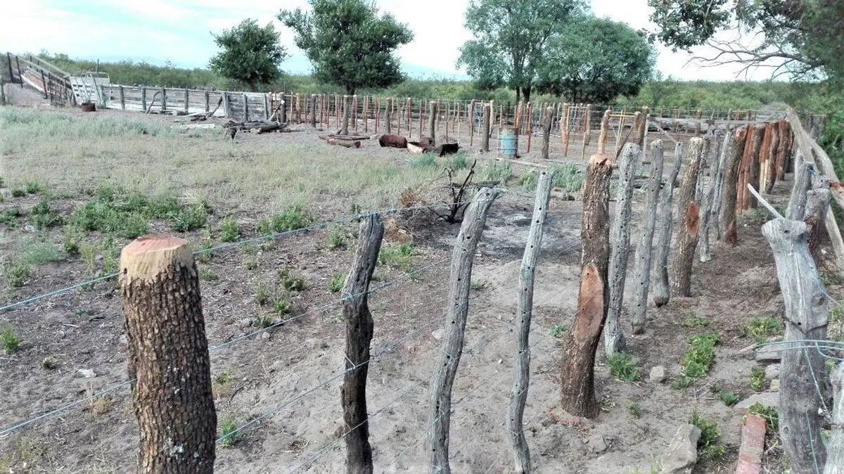 REMAX VENDIMIA VENDE CAMPO GANADERO EN SAN RAFAEL 2
