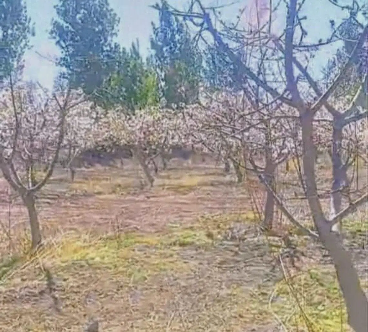 VENTA DE FINCA 8 HS EN LAS HERAS, MENDOZA 5