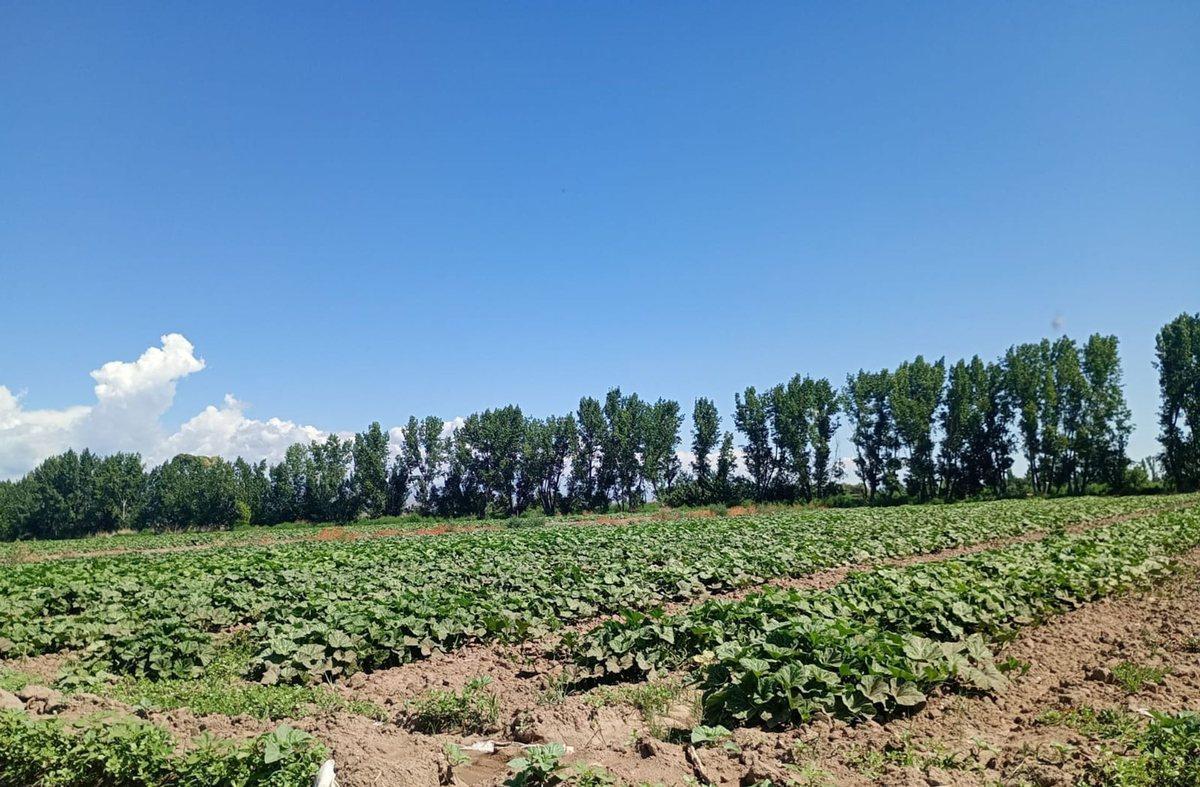 VENTA DE FINCA 8 HS EN LAS HERAS, MENDOZA
