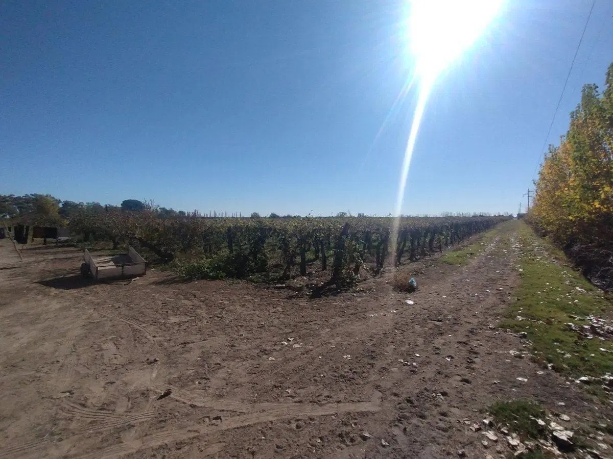 Venta de Finca en La Dormida, Santa Rosa, Mendoza 4