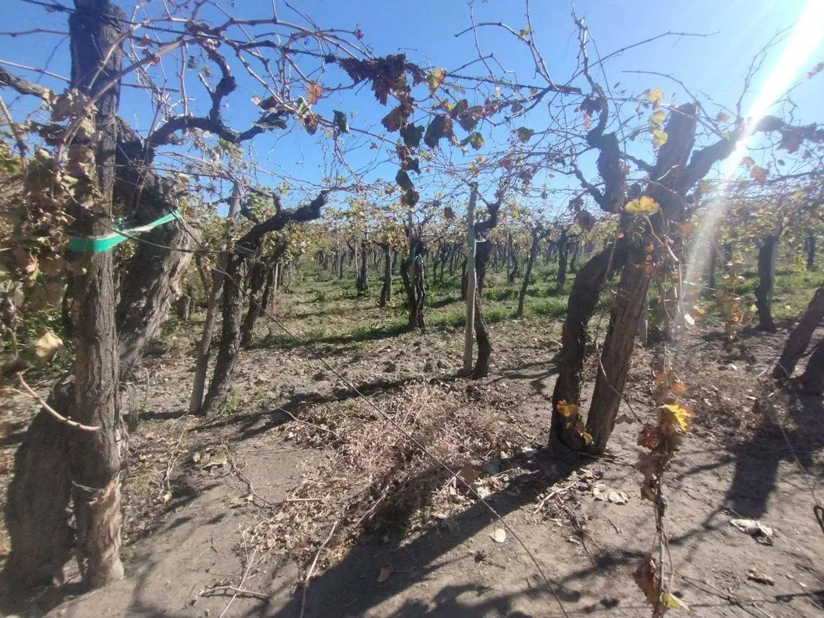 Venta de Finca en La Dormida, Santa Rosa, Mendoza 3