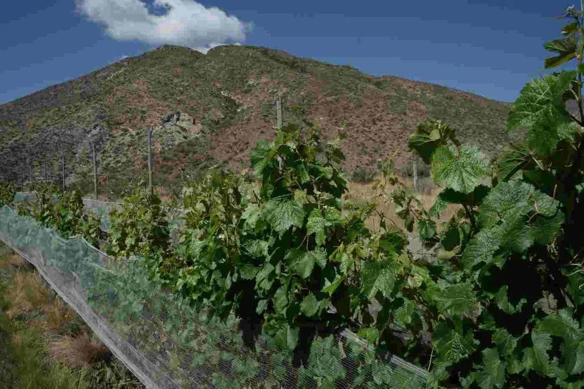 Estratégico Campo en el Piedemonte Mendocino 2