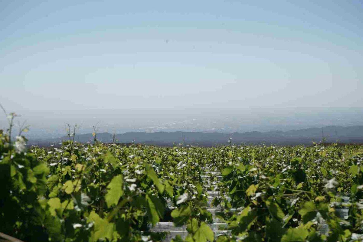 Foto de Estratégico Campo en el Piedemonte Mendocino, imagen 5