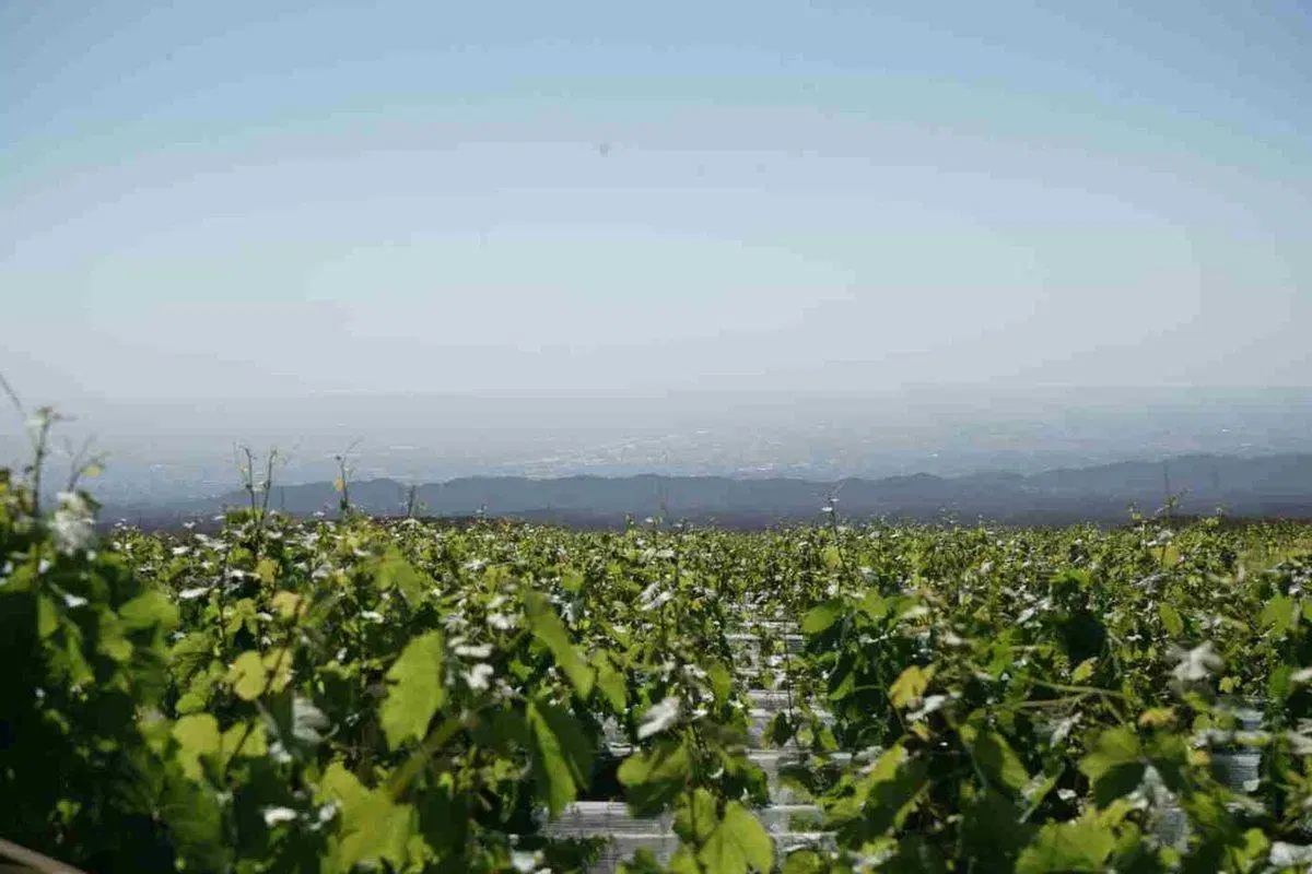 Estratégico Campo en el Piedemonte Mendocino 5