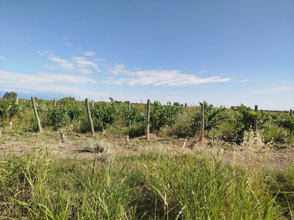 Venta Finca/Chacra con Gran Bodega Medrano Junín 3