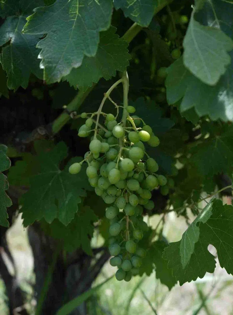 VENTA DE CAMPO, SANTA ROSA, LAS CATITAS MENDOZA 4