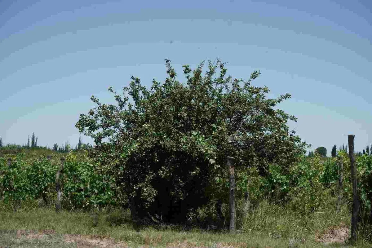VENTA DE CAMPO, SANTA ROSA, LAS CATITAS MENDOZA 3