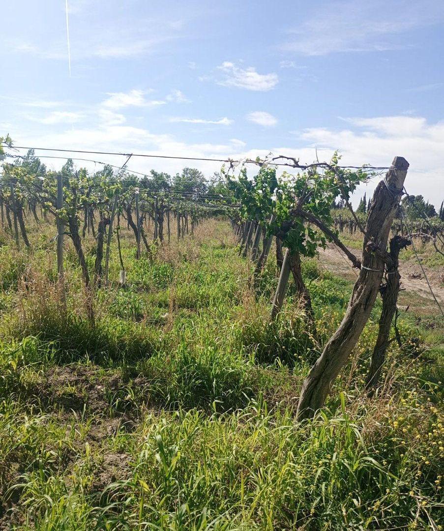Foto de Finca Apta Urbanización Las Catitas, Santa Rosa, imagen 4