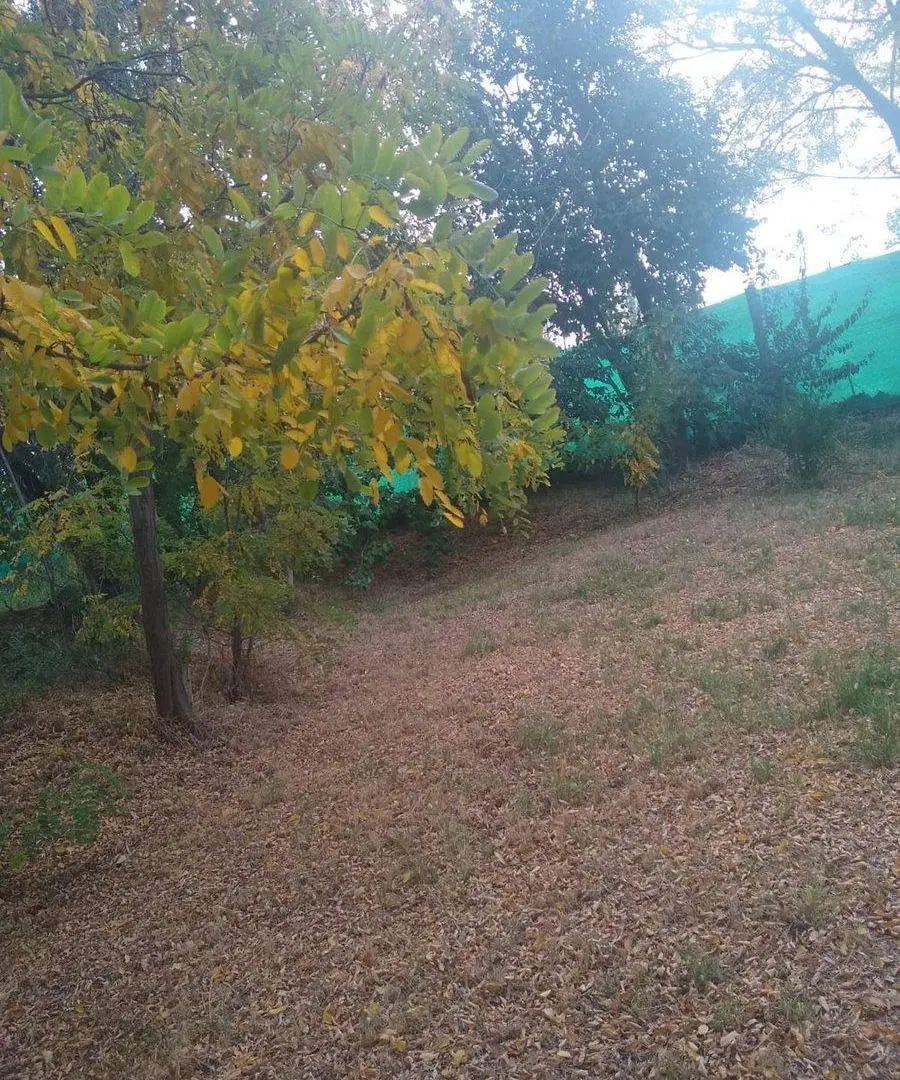 FINCA DE FRUTALES, CARRIL NORTE SAN MARTÍN 5