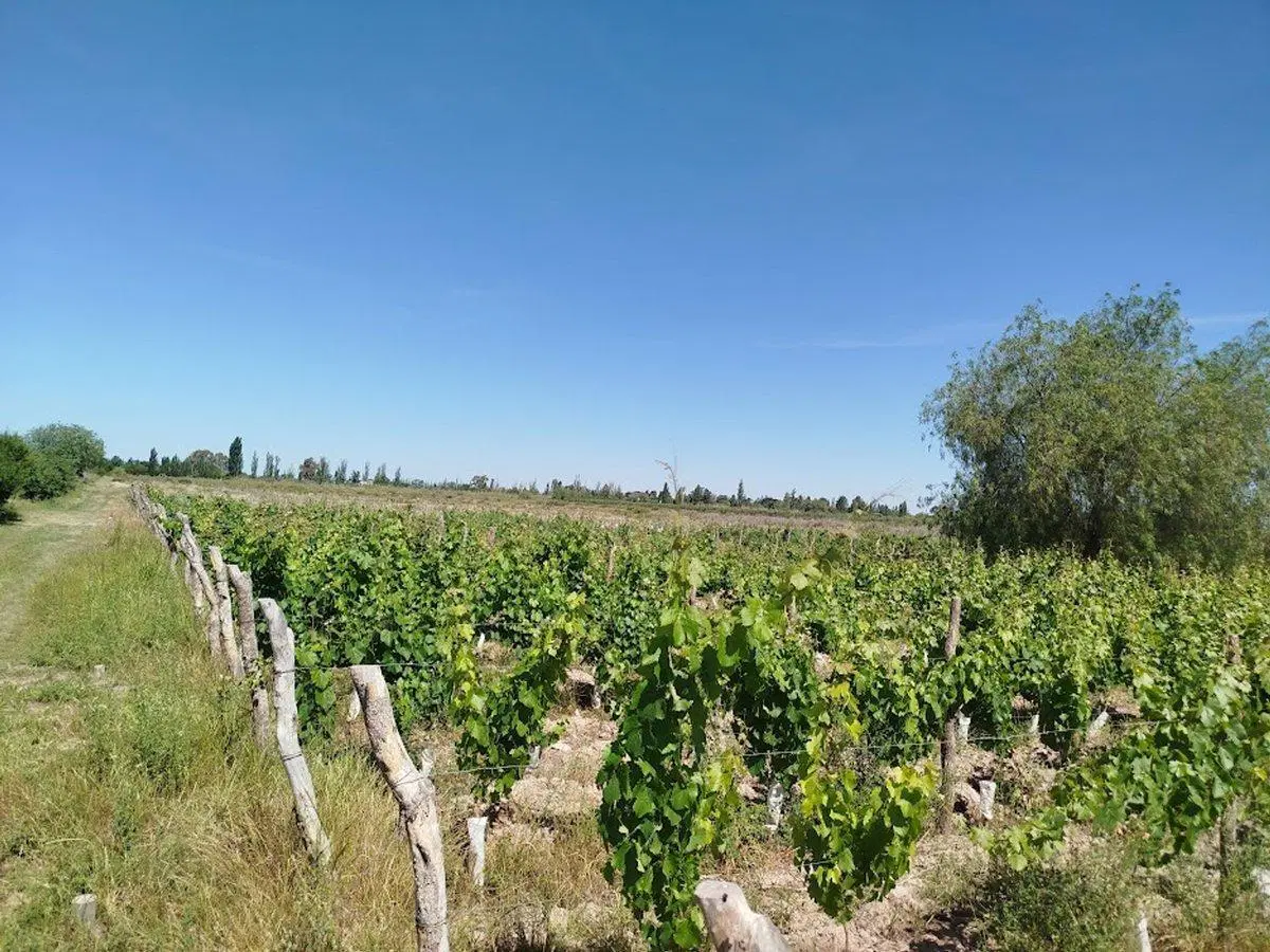 Venta Finca Vitícola en Chachingo 13 has 3